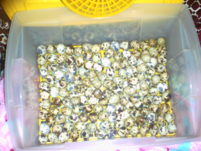 puse la incubat 29-03-2012