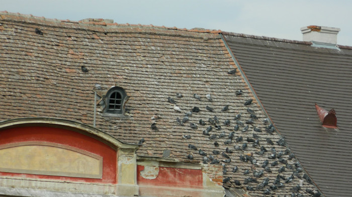 DSCN1383 - TIMISOARA 2012