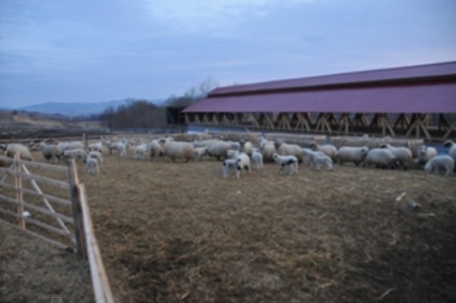 DSC_3429 - ferma de oi botefarm -Vaslui