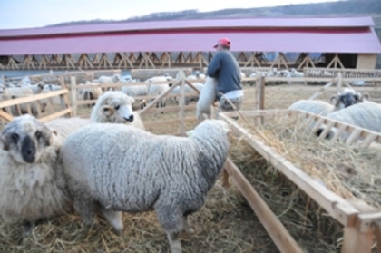 DSC_3458 - ferma de oi botefarm -Vaslui