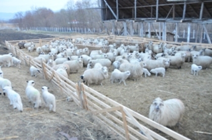 DSC_3498 - ferma de oi botefarm -Vaslui