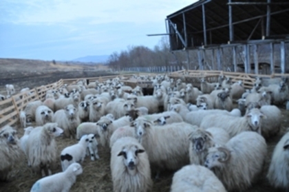 DSC_3527 - ferma de oi botefarm -Vaslui