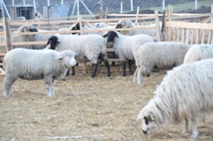 DSC_3536 - ferma de oi botefarm -Vaslui