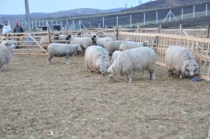 o ferma frumoaSA in Vaslui - ferma de oi botefarm -Vaslui
