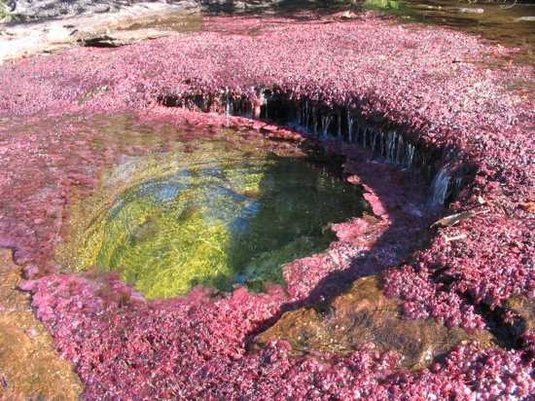 Raul Cano Cristales, Columbia