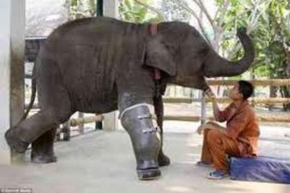 Elefant - Au si ei Drept la viata