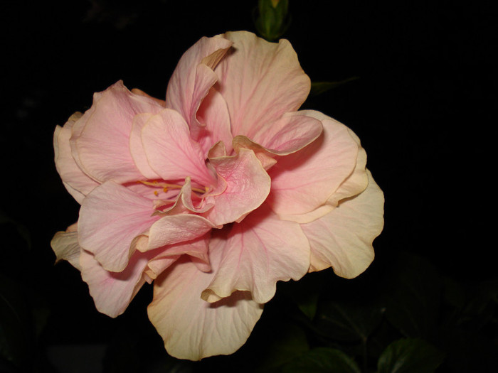 09.04.2012 - HIBISCUS 2012