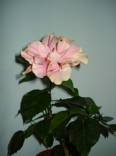 DSC02104