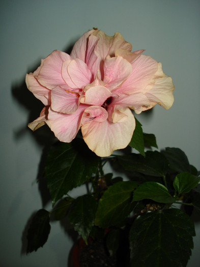 DSC02105