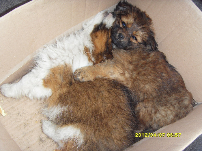 IN DRUM SPRE NOUA CASA