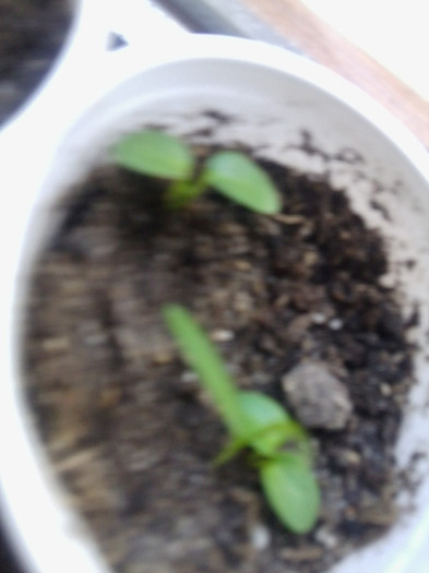 twetia alba si albastra