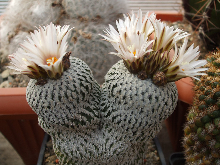 DSCF9523 - CACTUSI SI FLORI