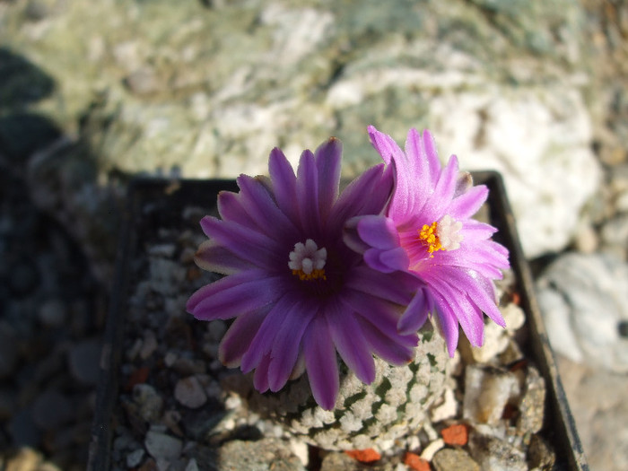 DSCF9500 - CACTUSI SI FLORI
