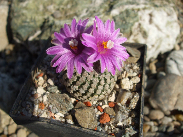 DSCF9501 - CACTUSI SI FLORI