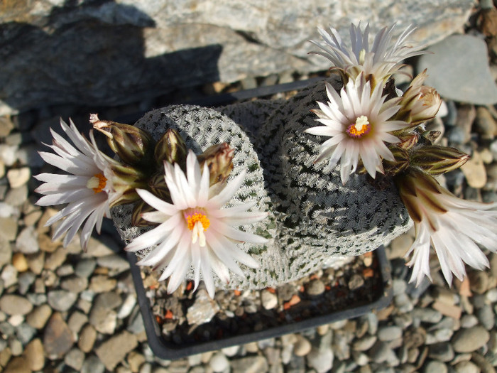 DSCF9508 - CACTUSI SI FLORI