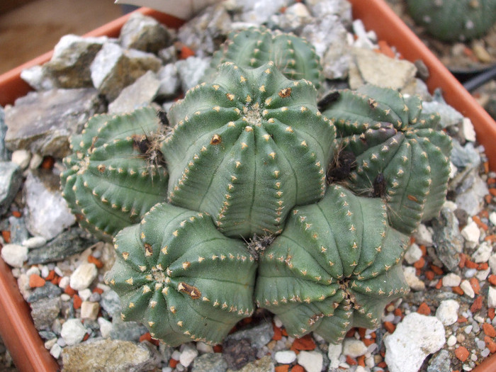 DSCF9624 - CACTUSI SI FLORI