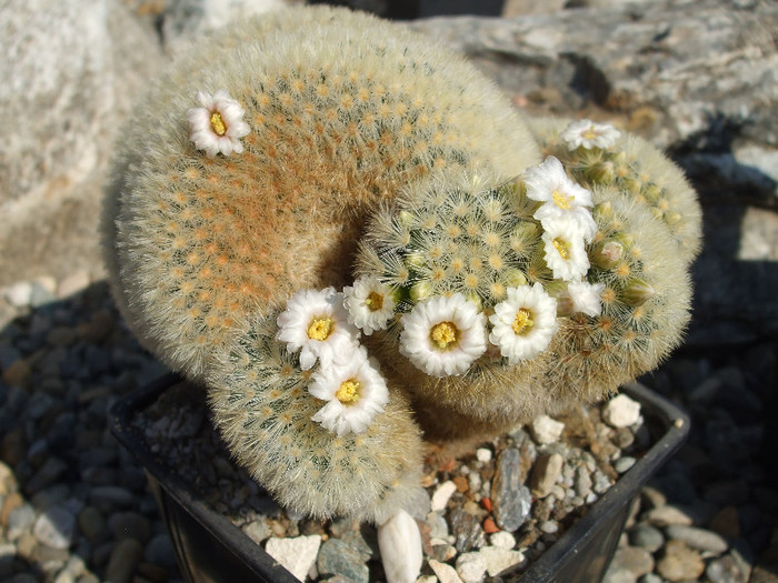 DSCF9495 - CACTUSI SI FLORI