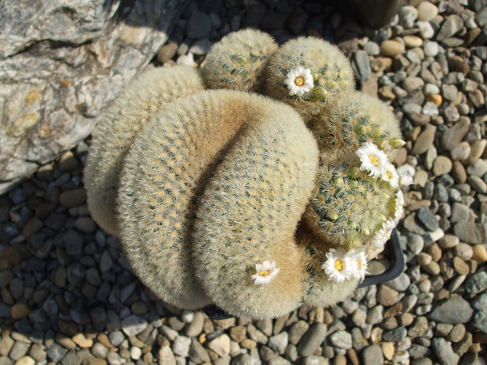 DSCF9496 - CACTUSI SI FLORI