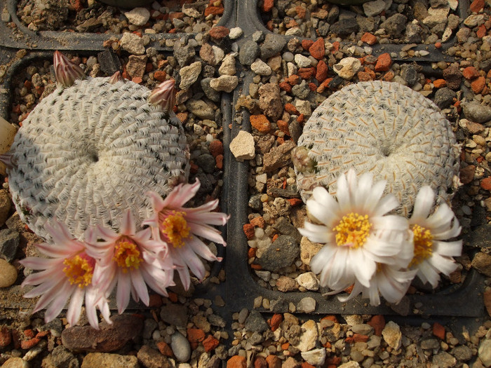 DSCF9524 - CACTUSI SI FLORI