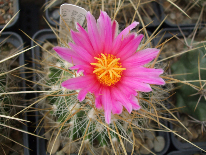 DSCF9575 - CACTUSI SI FLORI
