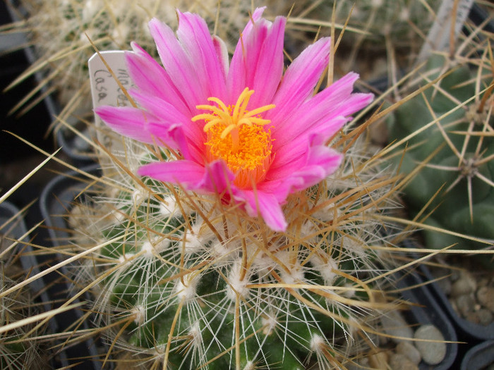 DSCF9576 - CACTUSI SI FLORI