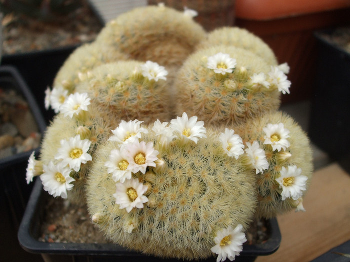 DSCF9581 - CACTUSI SI FLORI