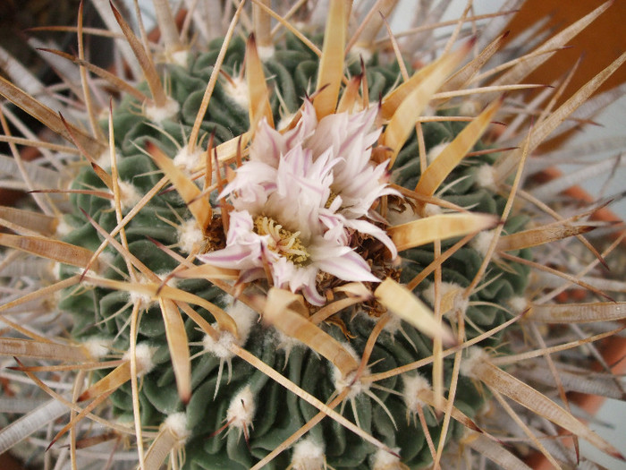 DSCF9589 - CACTUSI SI FLORI