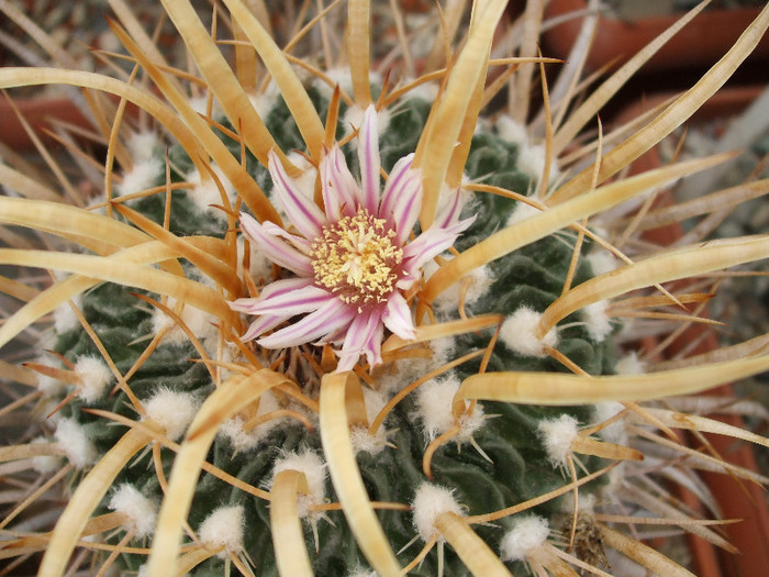 DSCF9590 - CACTUSI SI FLORI