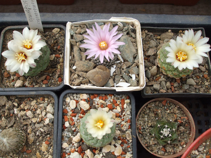 DSCF9592 - CACTUSI SI FLORI