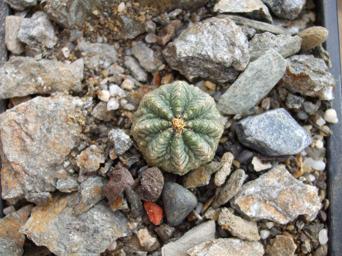 DSCF9605 - CACTUSI SI FLORI