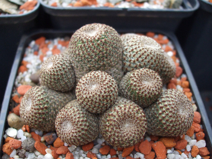 DSCF9615 - CACTUSI SI FLORI