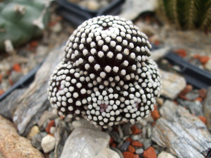 DSCF9619 - CACTUSI SI FLORI