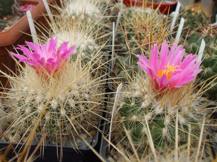 DSCF9620 - CACTUSI SI FLORI