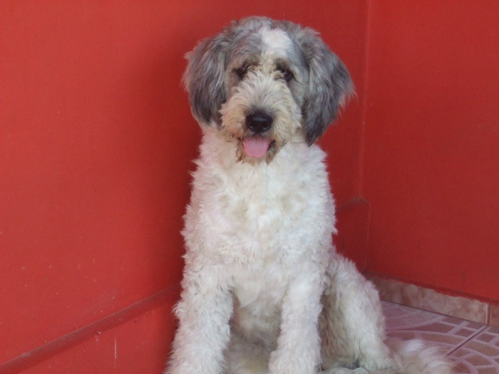 Picture decembrie 21240009 056