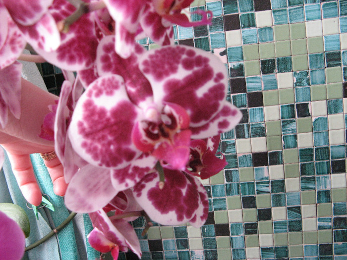 Phalaenopsis Elegant Julia - Phalaenopsis