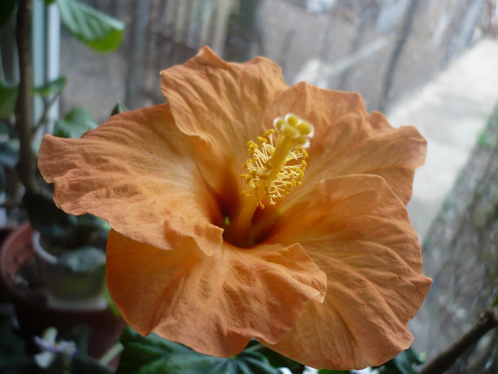 P1120498 - HIBISCUSI 2012-1