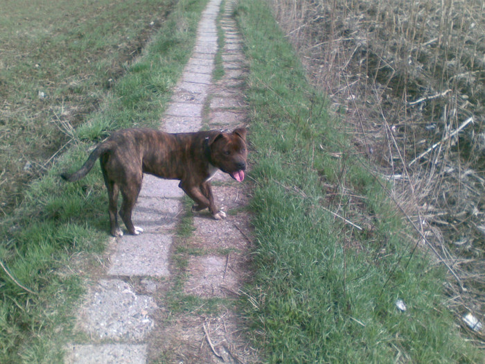 9 luni - AMSTAFF TONY ofer pt monta