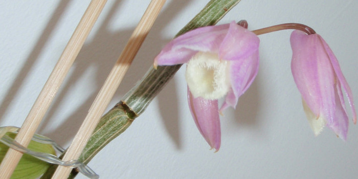 pierardii isi deschide bobocii - Dendrobium nobile etc