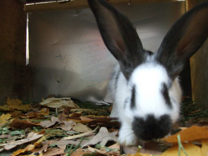 fluture german - animale de companie si agrement