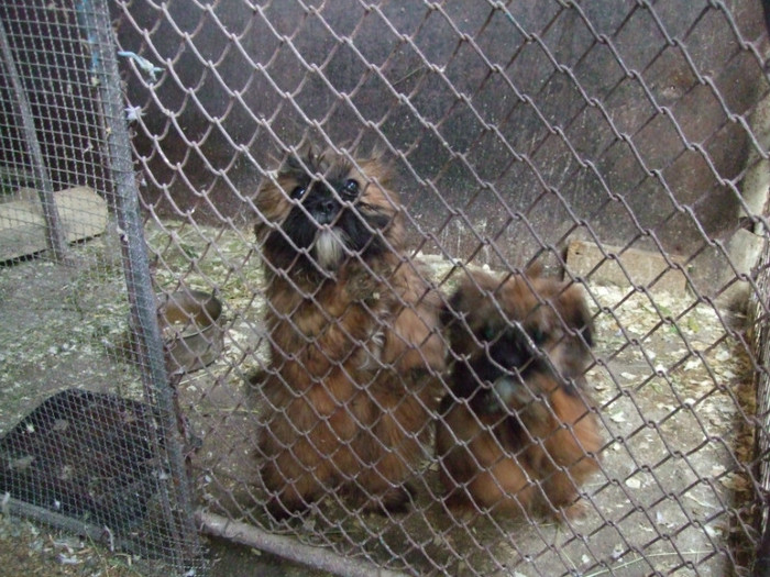 shitzu - animale de companie si agrement