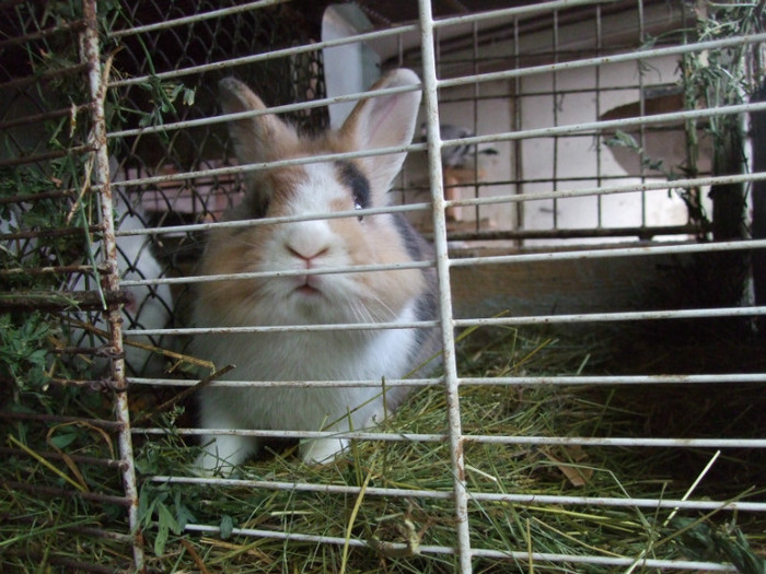 pitic italian - animale de companie si agrement