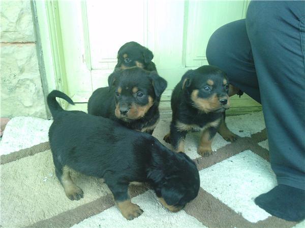 3 cuibul de provenienta a femelei - 3 Rottweileri