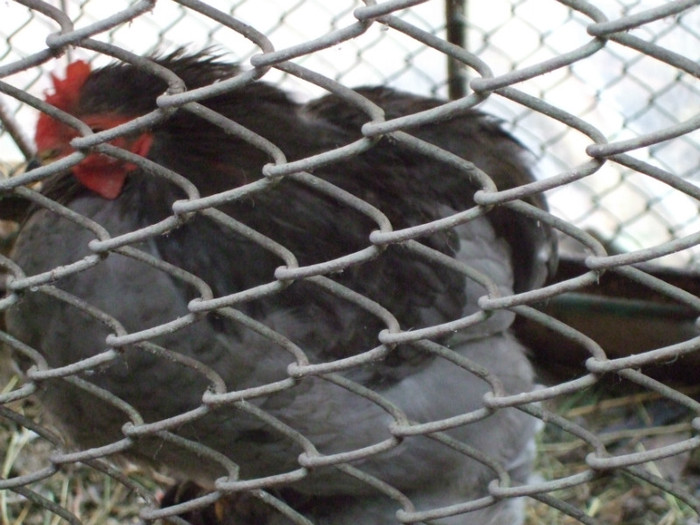 pitic kokinkina albastru; cocosel pitic
