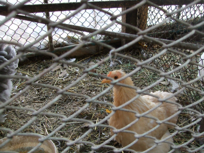 gaina pitik kokinkina galbena; koki
