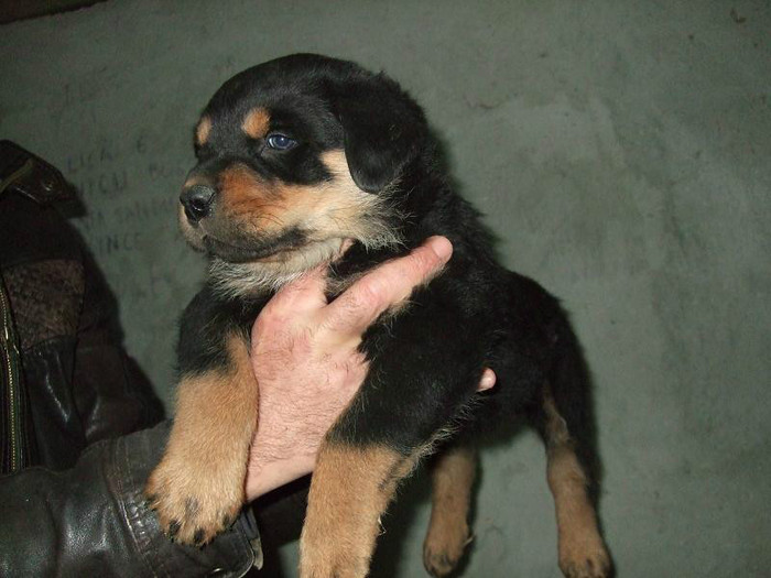 GASPAR; 1,5 LUNI rottweiler
