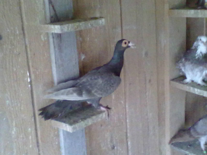 04042012129 - CARIERI DE VANZARE