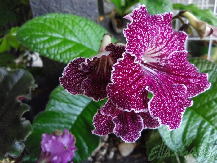 09 apr. 2012 - Streptocarpus Burgundia