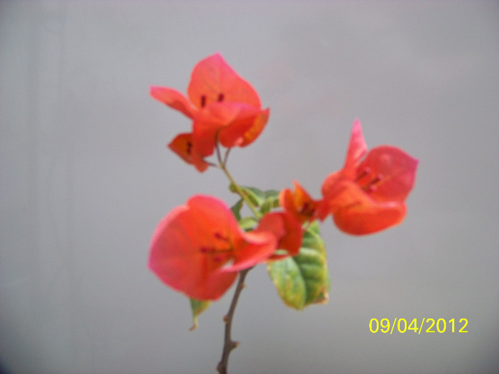 293_5458 - bougainvillea 2012