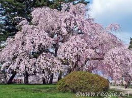 4 - Gradina Botanica Bucuresti