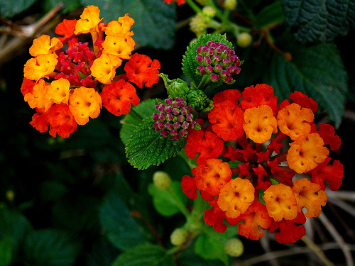 Lantana